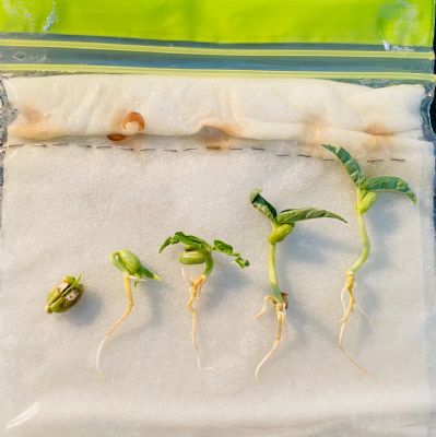 mung bean